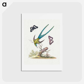 アートポストカード-A Natural History of Uncommon Birds
 - ジョージ エドワーズ Postcard.