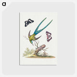 アートポストカード-A Natural History of Uncommon Birds
 - ジョージ エドワーズ Postcard.