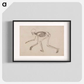 アートポスター-Human Skeleton, Lateral View
 - ジョージ スタッブス Poster.