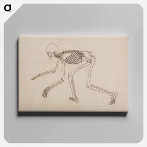 アートパネル-Human Skeleton, Lateral View
 - ジョージ スタッブス Canvas.