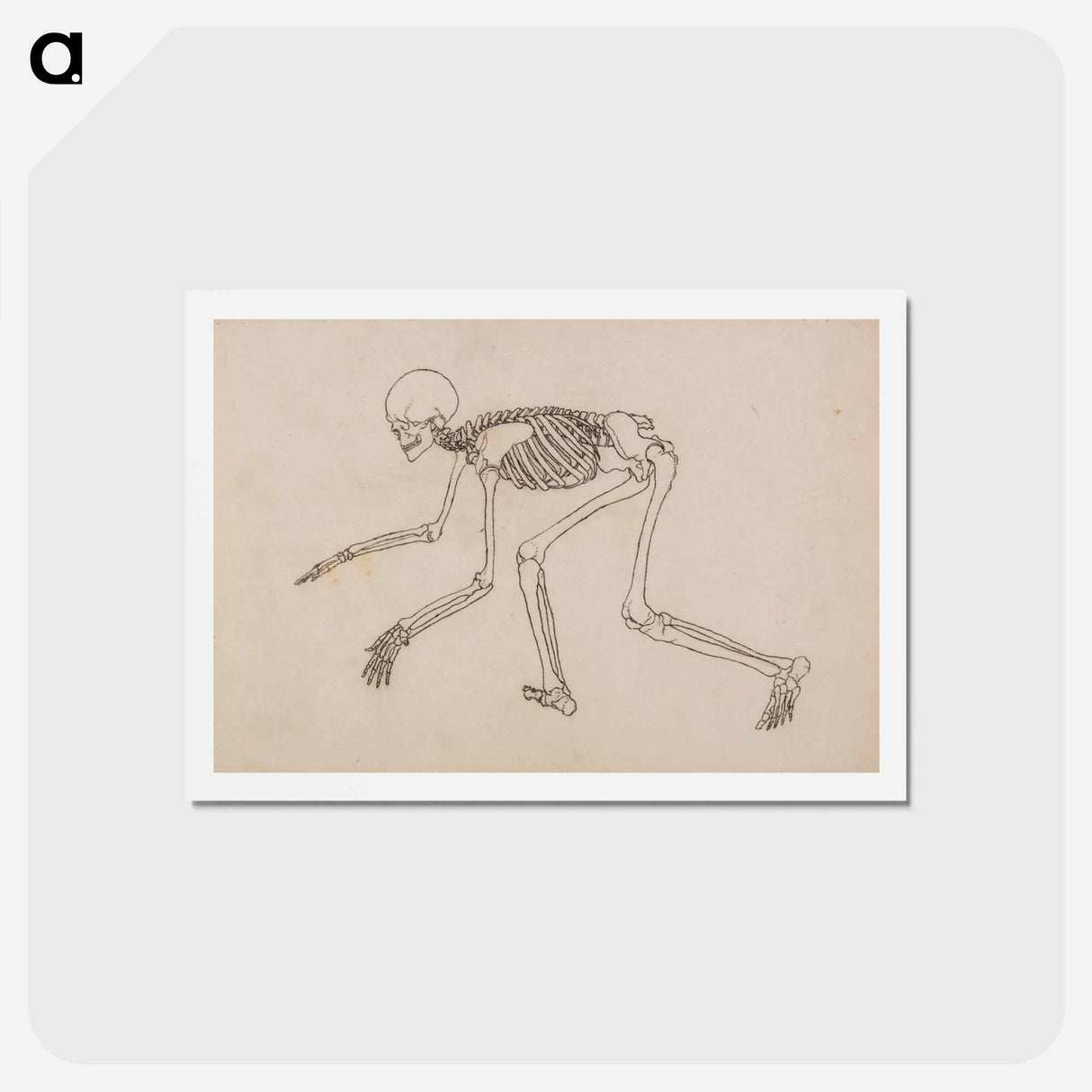 アートポストカード-Human Skeleton, Lateral View
 - ジョージ スタッブス Postcard.