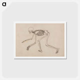 アートポストカード-Human Skeleton, Lateral View
 - ジョージ スタッブス Postcard.
