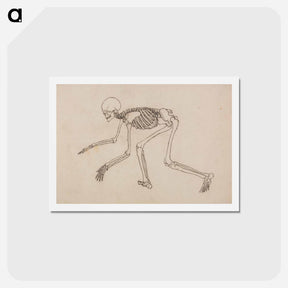 アートポストカード-Human Skeleton, Lateral View
 - ジョージ スタッブス Postcard.