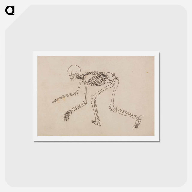 アートポストカード-Human Skeleton, Lateral View
 - ジョージ スタッブス Postcard.