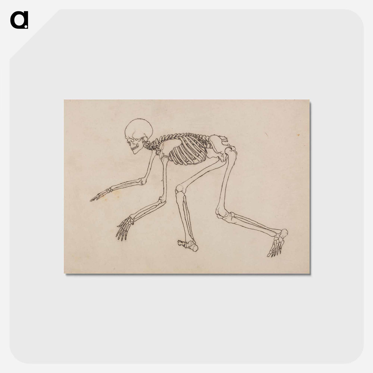 アートポストカード-Human Skeleton, Lateral View
 - ジョージ スタッブス Postcard.