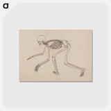 アートポストカード-Human Skeleton, Lateral View
 - ジョージ スタッブス Postcard.