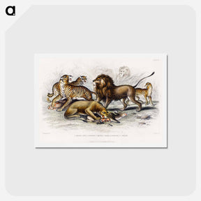 アートポストカード-Asiatic Lion, Lioness, Bengal Tiger, Leopard, and Jaguar
 - ゴールドスミスの生き生きとした自然 Postcard.