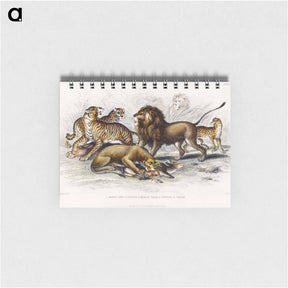 アートメモ帳-Asiatic Lion, Lioness, Bengal Tiger, Leopard, and Jaguar
 - ゴールドスミスの生き生きとした自然 Memo.