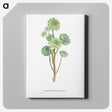 1-12_Histoire-des-Plantes-Grasses_canvas