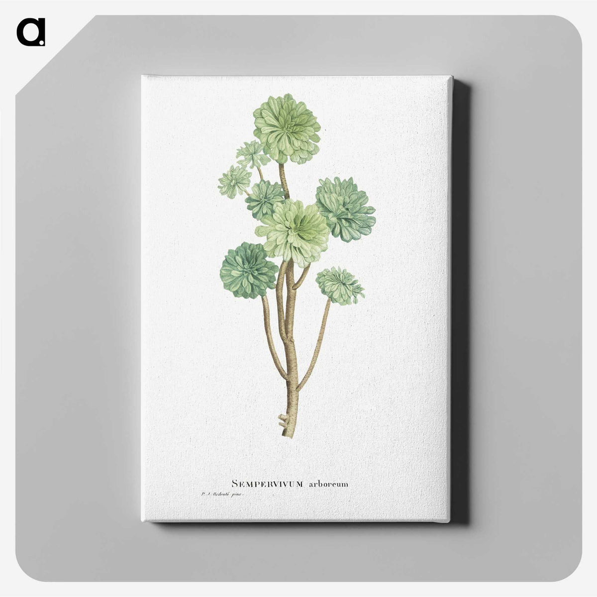 1-12_Histoire-des-Plantes-Grasses_canvas