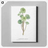 1-12_Histoire-des-Plantes-Grasses_canvas