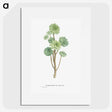 1-12_Histoire-des-Plantes-Grasses_picture