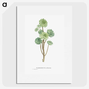 1-12_Histoire-des-Plantes-Grasses_picture