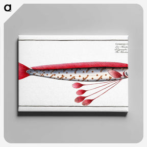 1-12_Ichtyologie-ou-Histoire-naturelle_canvas
