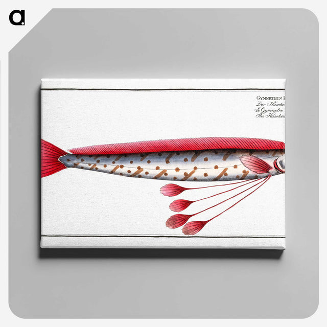 1-12_Ichtyologie-ou-Histoire-naturelle_canvas