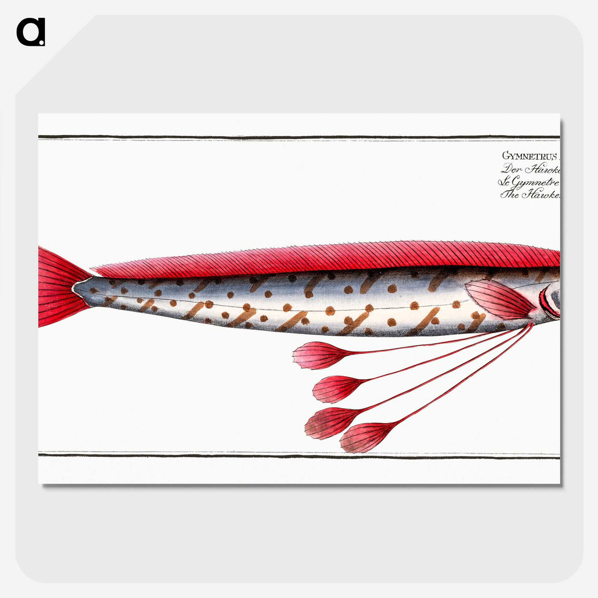 1-12_Ichtyologie-ou-Histoire-naturelle_picture-crop