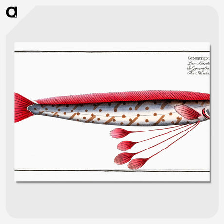 1-12_Ichtyologie-ou-Histoire-naturelle_picture-crop