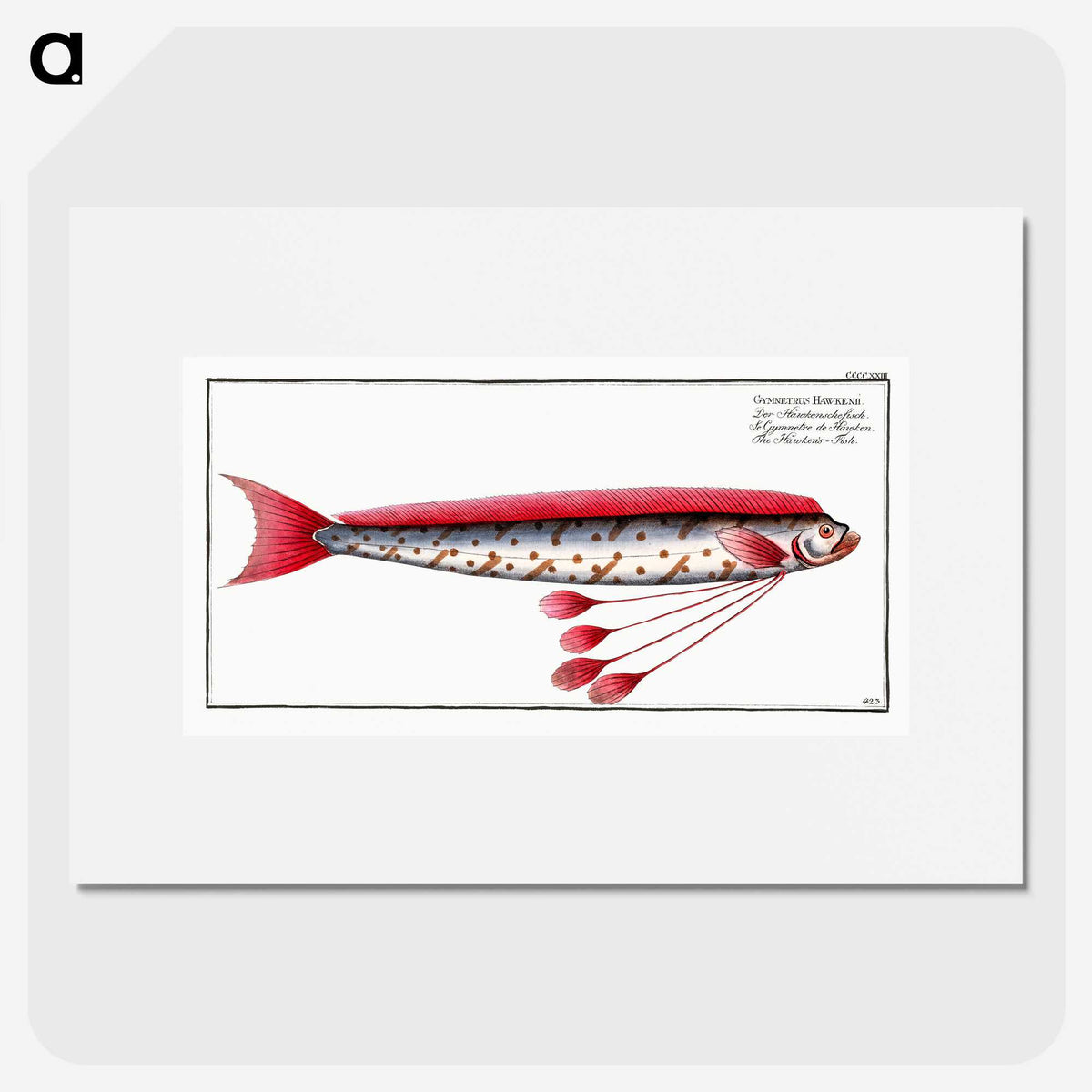 1-12_Ichtyologie-ou-Histoire-naturelle_picture