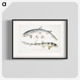 1-12_Indian-Zoology_blk