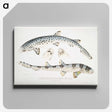 1-12_Indian-Zoology_canvas