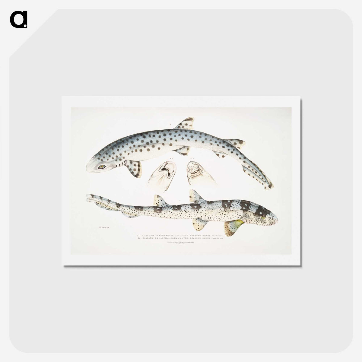 1-12_Indian-Zoology_hagaki
