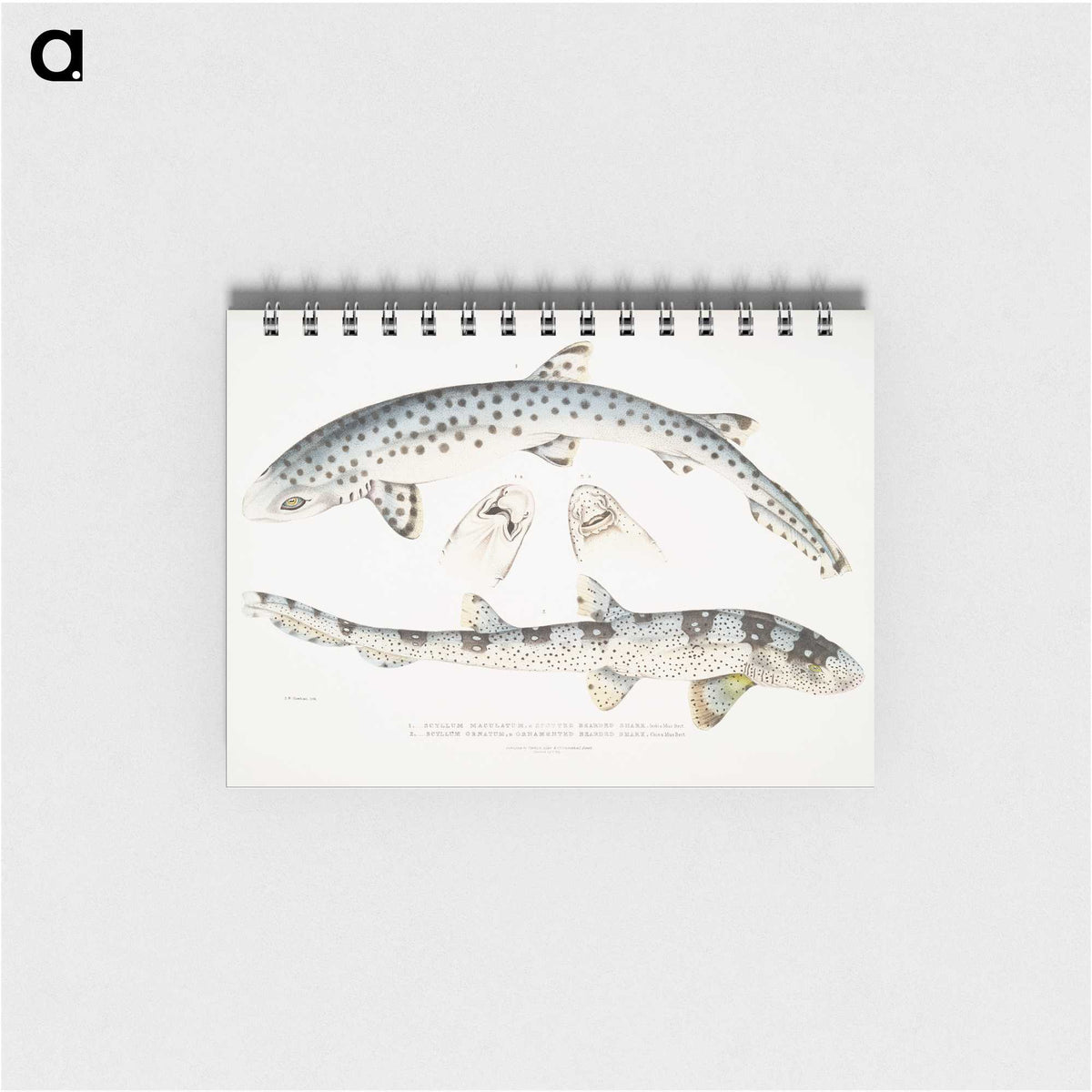 1-12_Indian-Zoology_memo