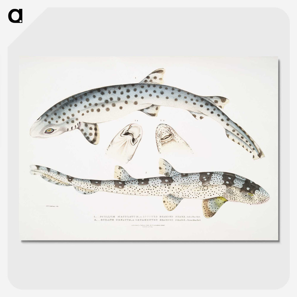 1-12_Indian-Zoology_picture-crop