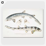 1-12_Indian-Zoology_picture-crop