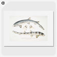 1-12_Indian-Zoology_picture