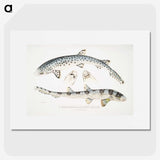 1-12_Indian-Zoology_picture