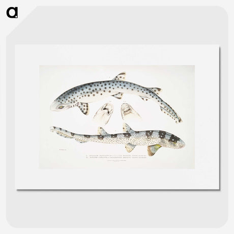 1-12_Indian-Zoology_picture