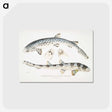 1-12_Indian-Zoology_postcard