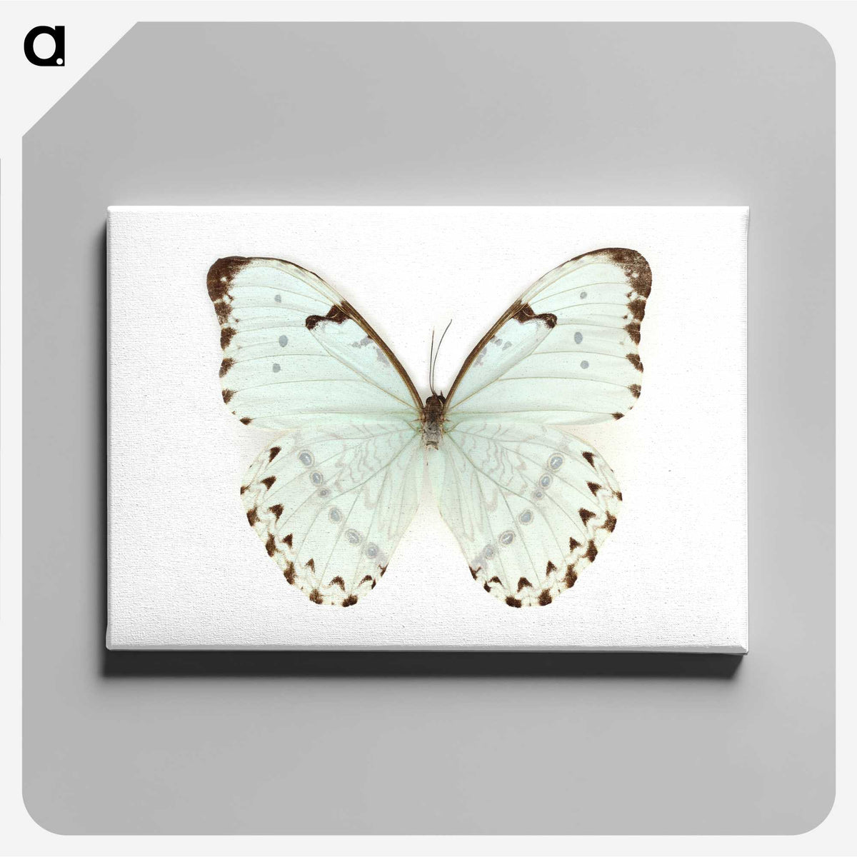 1-12_Insects-Unlocked-Project_canvas