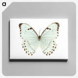 1-12_Insects-Unlocked-Project_canvas