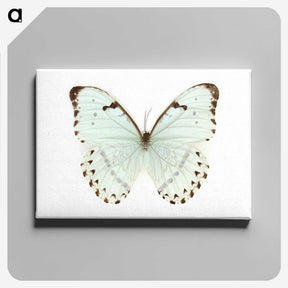 1-12_Insects-Unlocked-Project_canvas