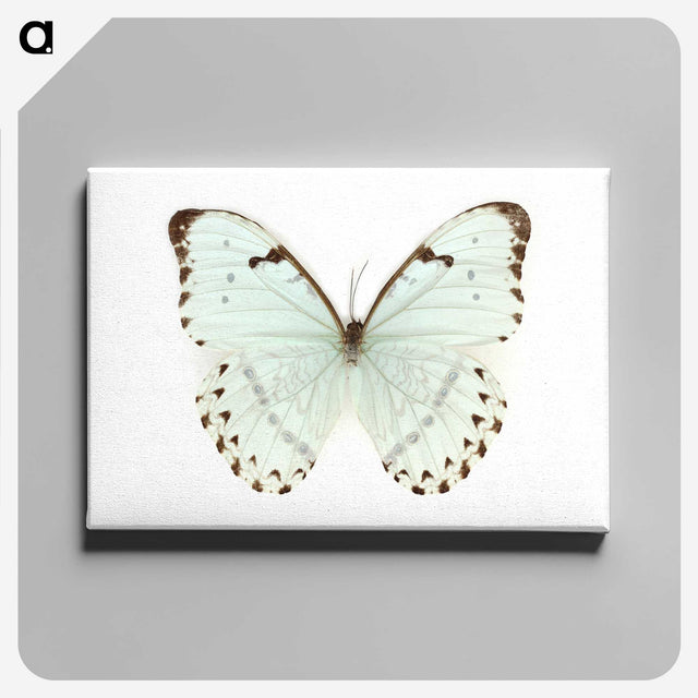 1-12_Insects-Unlocked-Project_canvas