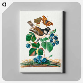 アートパネル-White-cheeked Starling, Bramble, and Insects
 - ジェームズ ボルトン Canvas.