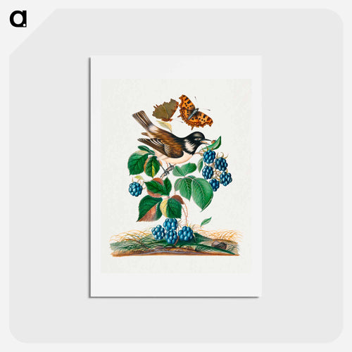 White-cheeked Starling, Bramble, and Insects
 - ジェームズ ボルトン Postcard.