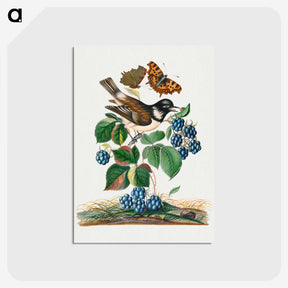 1-12_James-Bolton_postcard