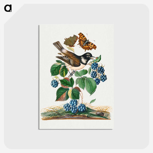 White-cheeked Starling, Bramble, and Insects
 - ジェームズ ボルトン Postcard.