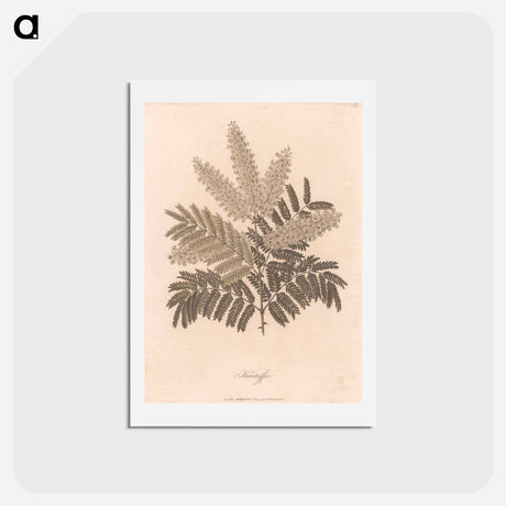 アートポストカード-Kantutta
 - ジェームス ヒース Postcard.