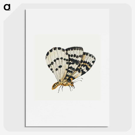 1-12_Jan-Van-Kessel_picture