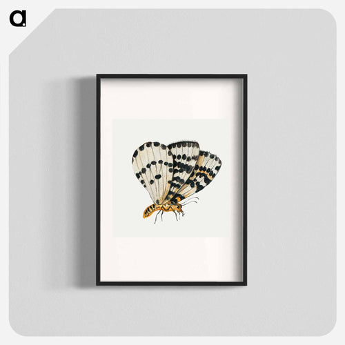 Butterfly from Insects and Fruits
 - ヤン ファン ケッセル Poster.