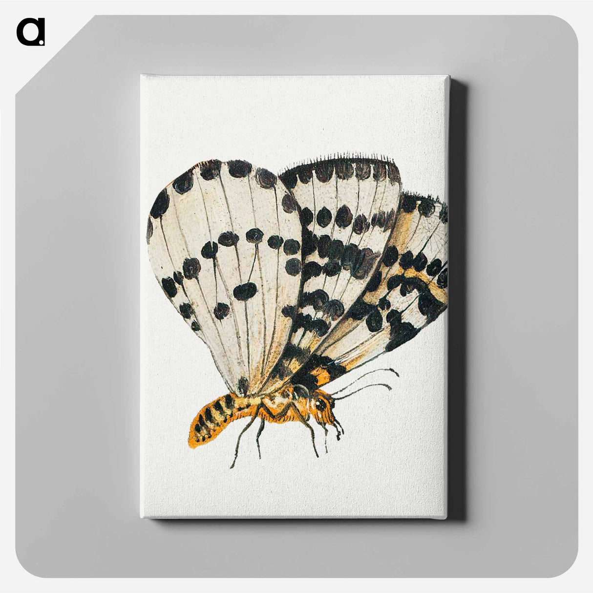 アートパネル-Butterfly from Insects and Fruits
 - ヤン ファン ケッセル Canvas.