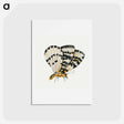 アートポストカード-Butterfly from Insects and Fruits
 - ヤン ファン ケッセル Postcard.