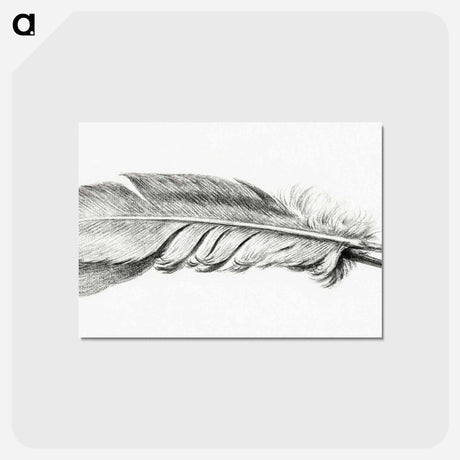 アートポストカード-Feather - ジャン ベルナール Postcard.