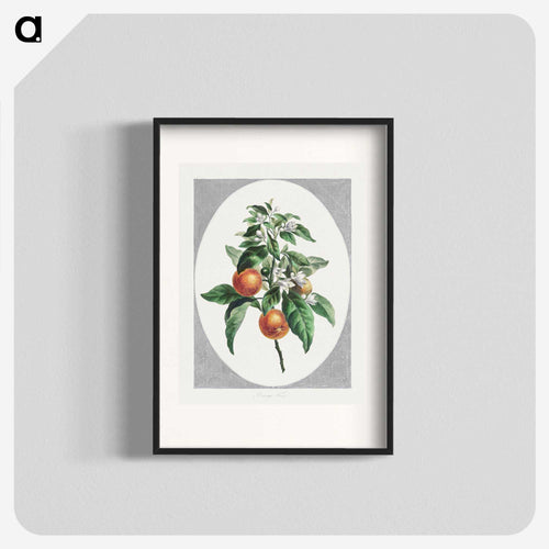 Orange Tree
 - ジョン エドワーズ Poster.