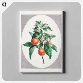 アートパネル-Orange Tree
 - ジョン エドワーズ Canvas.