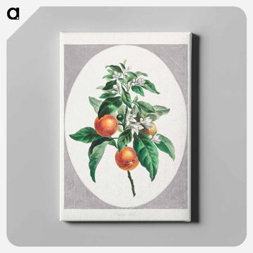 Orange Tree
 - ジョン エドワーズ Canvas.