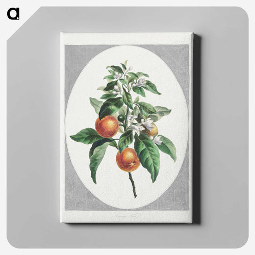 Orange Tree
 - ジョン エドワーズ Canvas.